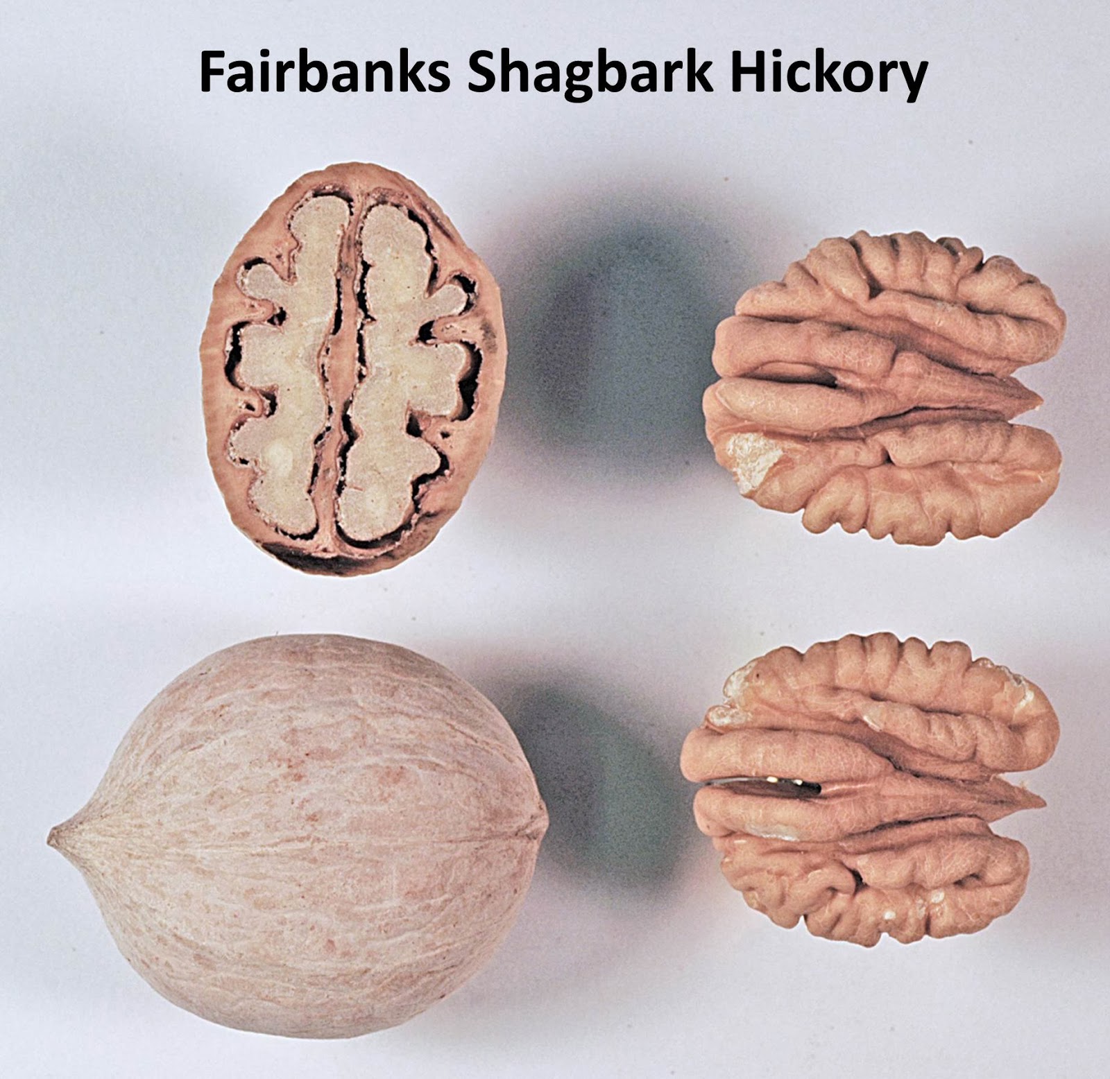 Hickory Nut Vs Pecan atelieryuwa.ciao.jp