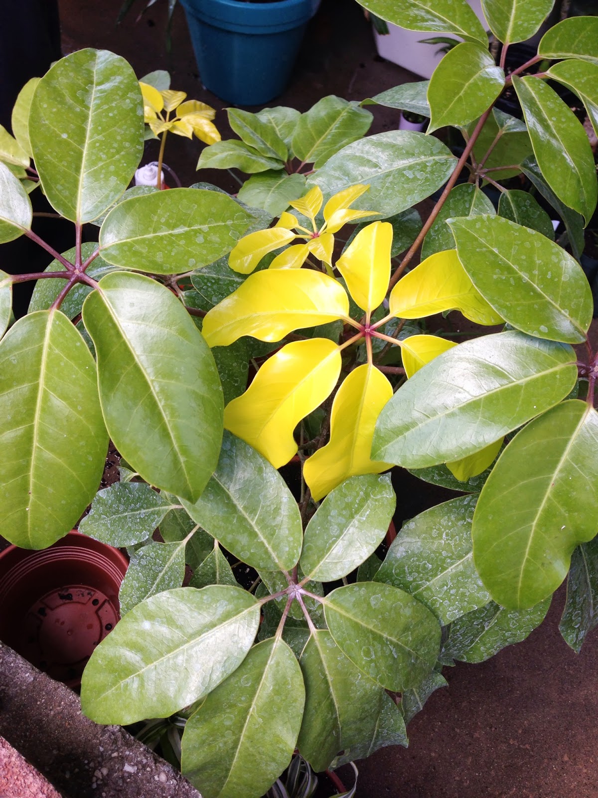 My Life of Plants Schefflera Soleil
