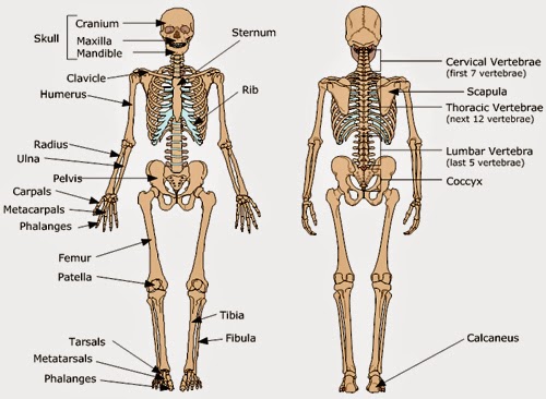 ENVIRONMENTAL HEALTH STUDENT BLOG: BASIC SKELETAL SYSTEM AND IT FUNCTION