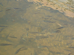 Peces en la Laguna Confinada