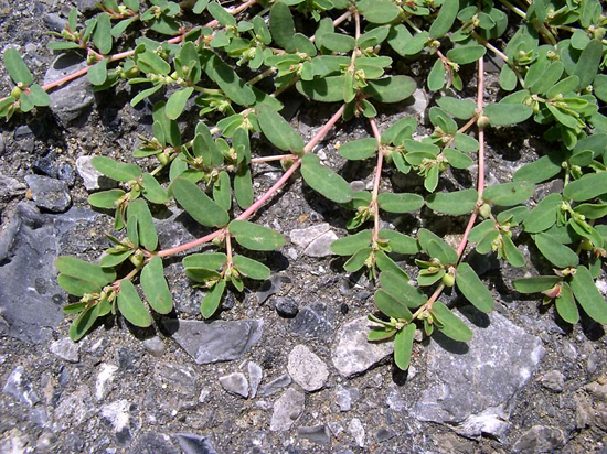  Euphorbia humifusa Willd. (Fam. Euphorbiaceae)