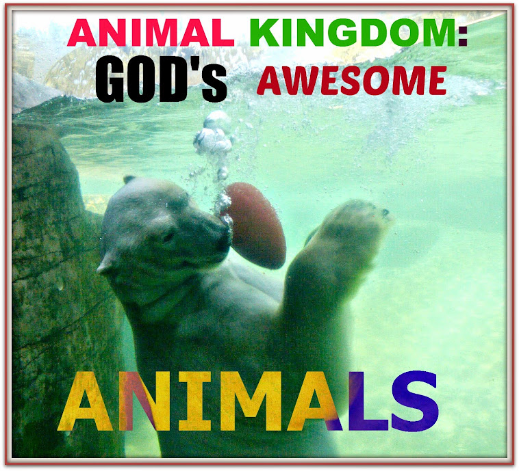 ANIMALS: GOD's MOST AWESOME CREATURES AFTER HUMANS 
