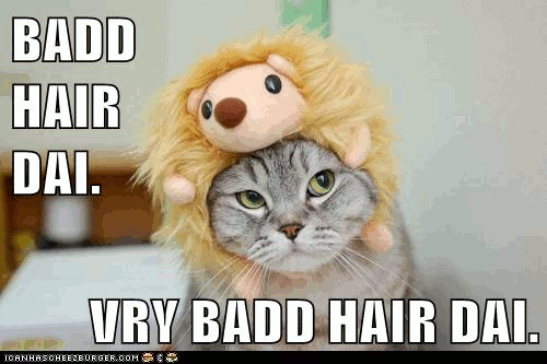 Grammar Catz: Grammar Cat #66: Bad-Hair-Day Cat