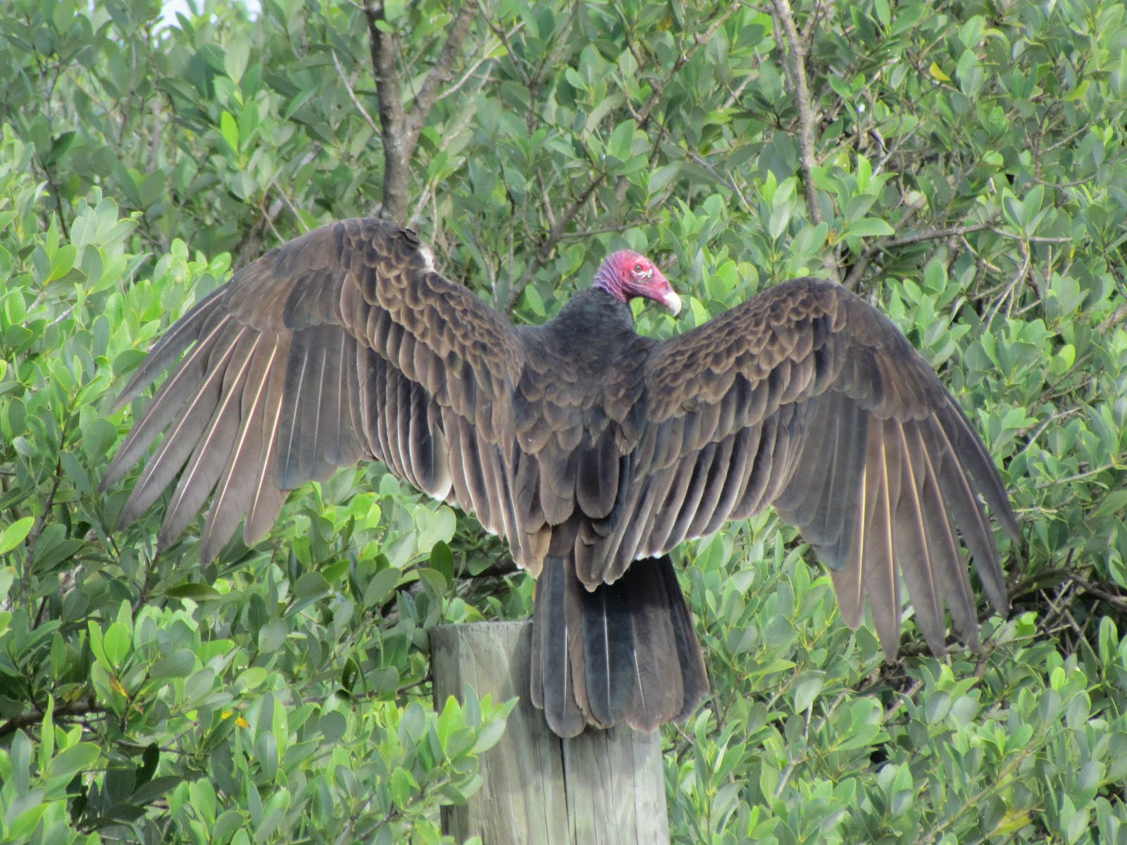 Journeys of The Key West Southernmost Walker