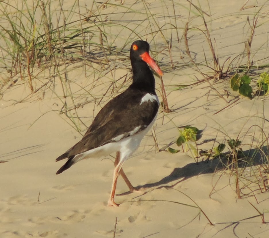 Observando Aves Pirupiru