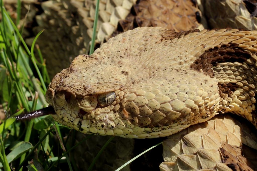Timber Rattlesnake, Crotalus horridus