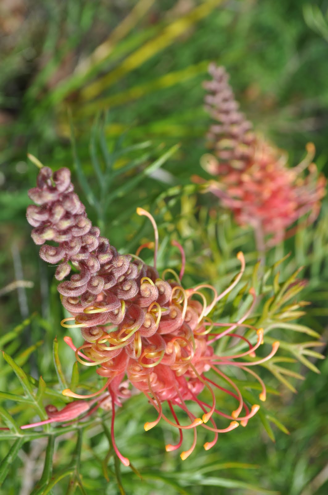 A Passion for Flowers 5 Reasons to Love Grevillea Flowers