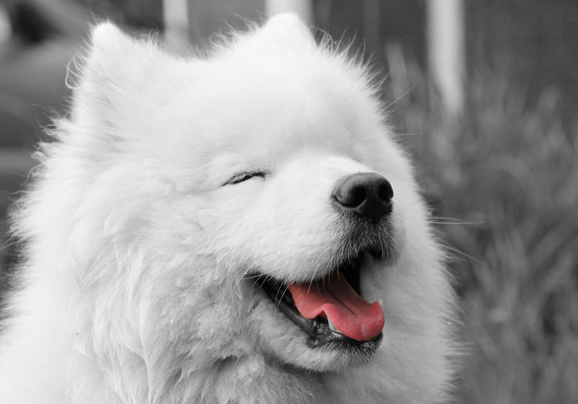 samoyed puppies - Wallpapers Free