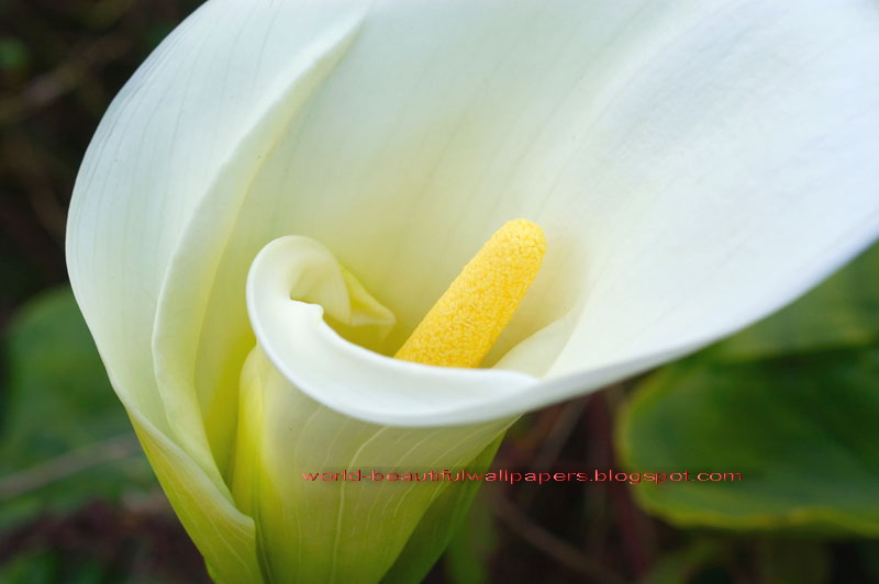 Beautiful Wallpapers calla lily flowers wallpaper