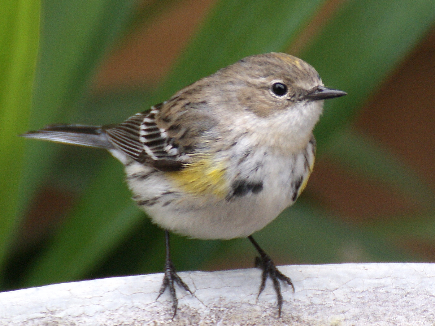 SE Texas Birding & Wildlife Watching Yellowrumped Warbler
