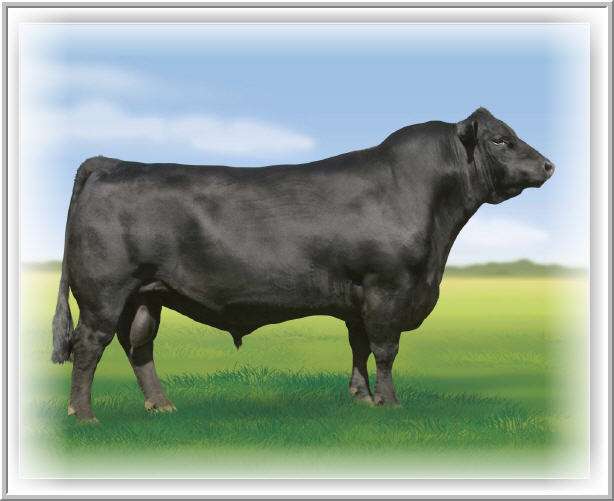 Bull Angus