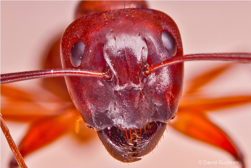 unique thread the original face of ant