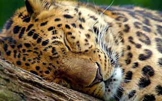  High Quality Widescreen Tiger Sleeping on the branch, Leopards HD Wallpapers