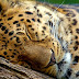 Sleeping Leopard HD Wallpapers