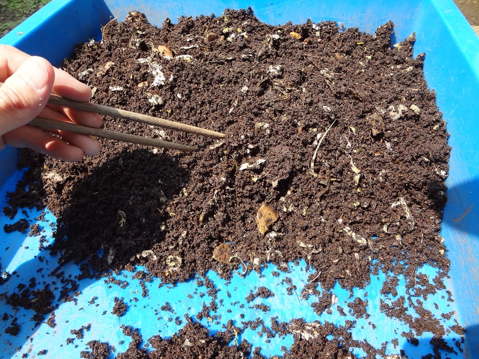 みみず御殿日記 みみず御殿２号からミミズコンポスト収穫