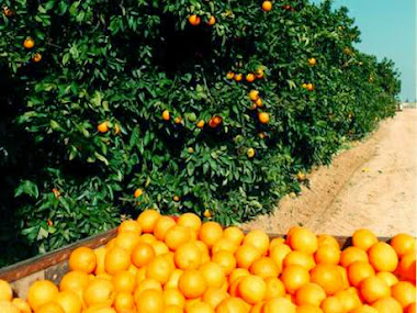 Abundante cultivos de mandarina