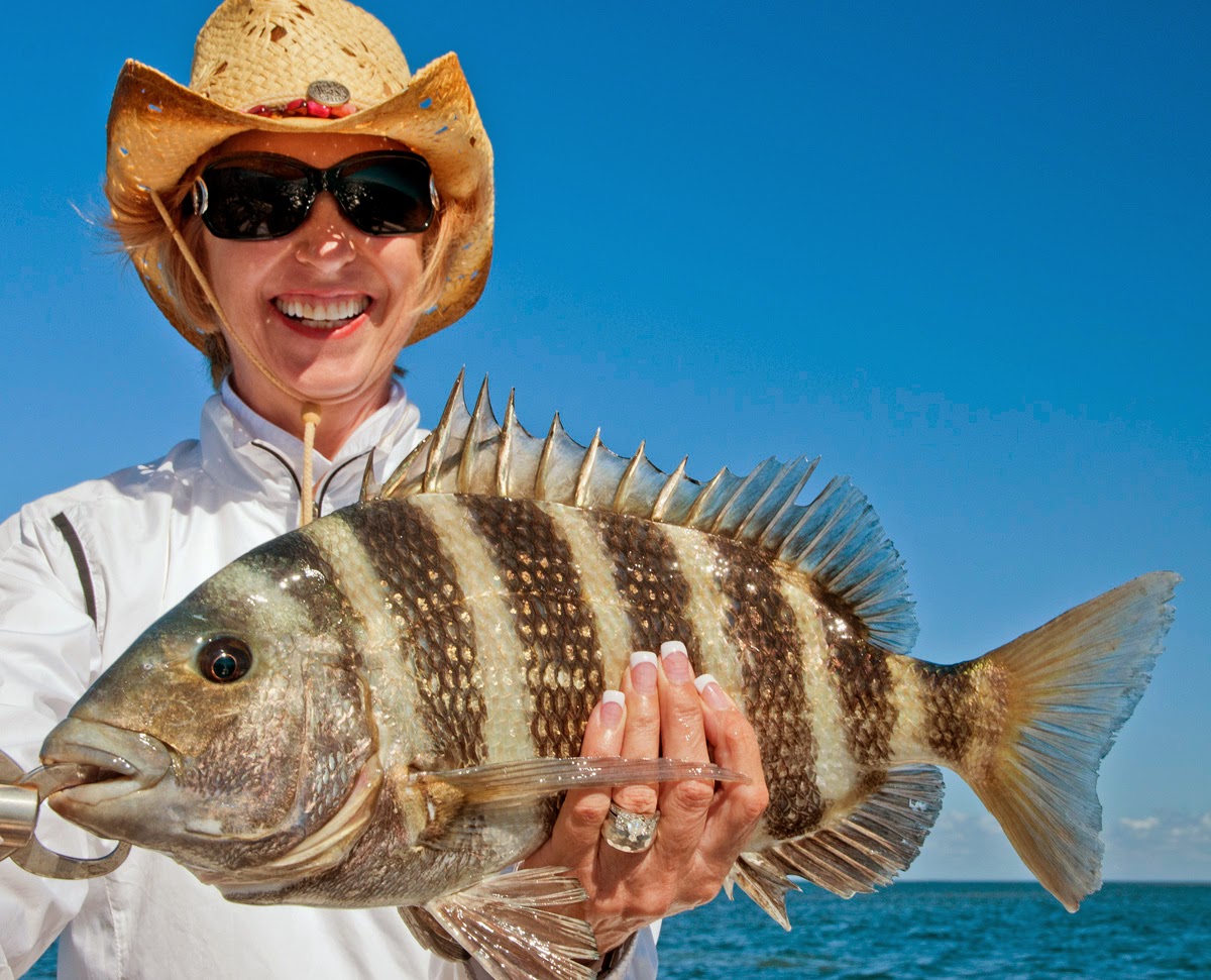 big sheepshead fishing pine island sound florida sheepshead pine island florida fishing