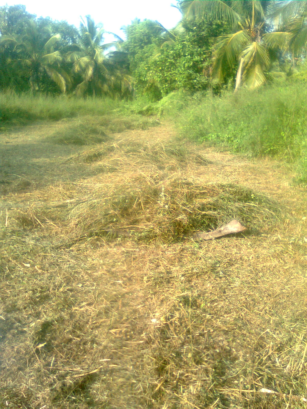My Experiments With Farming Cutting tall grass with string trimmer