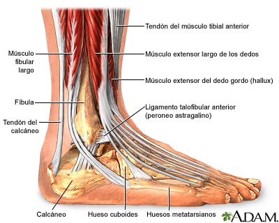 Funciones de las articulaciones del pie