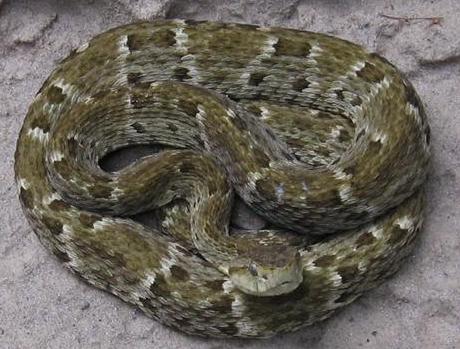 Serpente Bothrops atrox coletada na Floresta Nacional do Tapajós-FLONA/