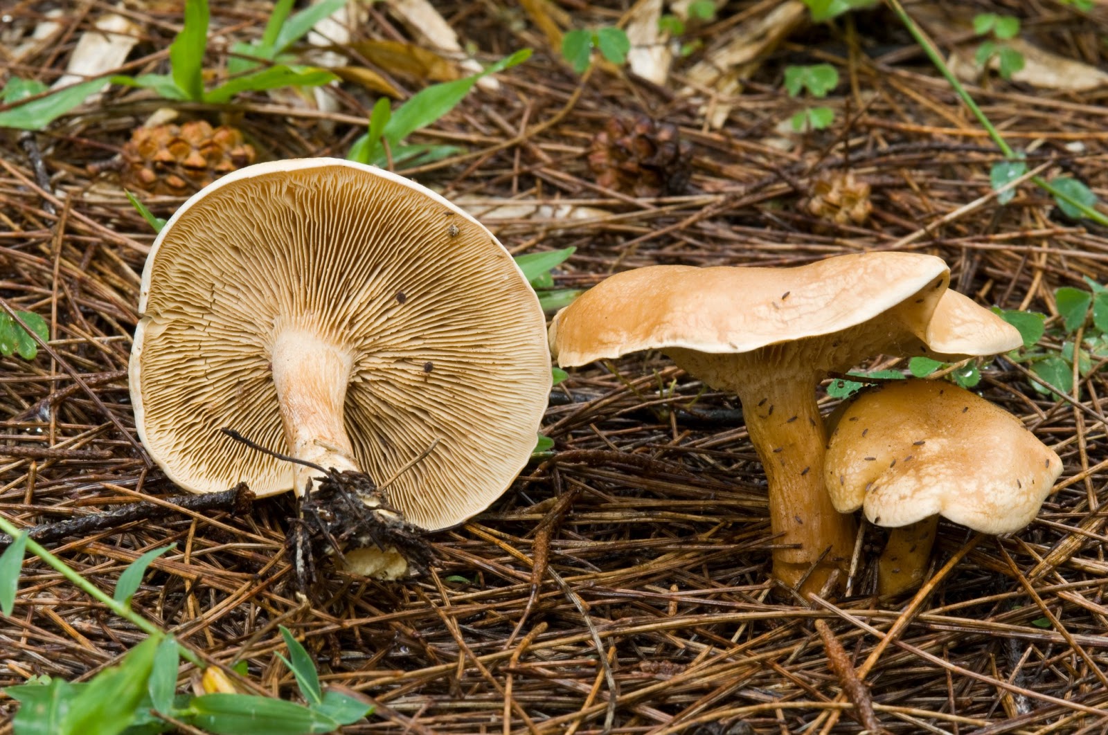 The 3 Foragers: Foraging for Wild, Natural, Organic Food: Mushrooms of
