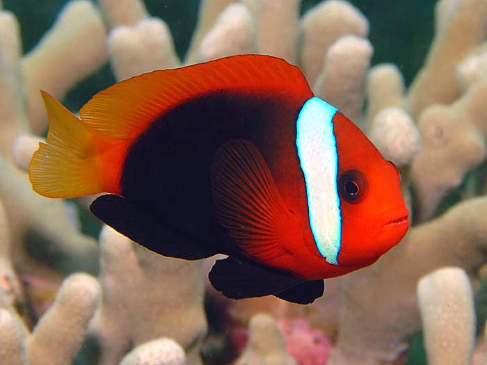Fire Clownfish or Cinnamon Clownfish (Amphiprion Melanopus)