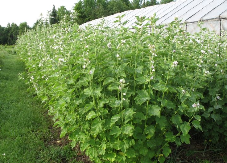 Marsh Mallow (Althaea officinalis) is a pretty medicinal and edble
