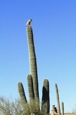 Topic humour!!! - Page 31 Linx+cougar+cactus+2