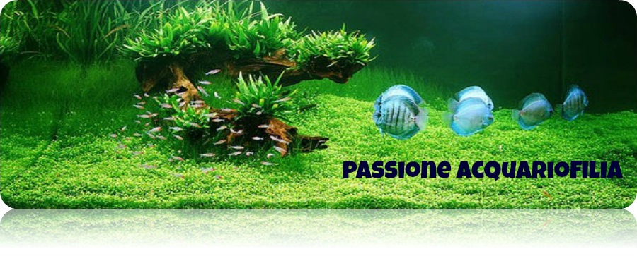 Aquarium Equaliser - Stabilizza PH E KH Per 6 Mesi | Elimina Ammoniaca E Nitriti | Meno Cambi D'Acqua