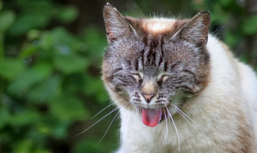 20 Hilarious Cats Laughing at You Best Photography, Art, Landscapes and Animal Photography