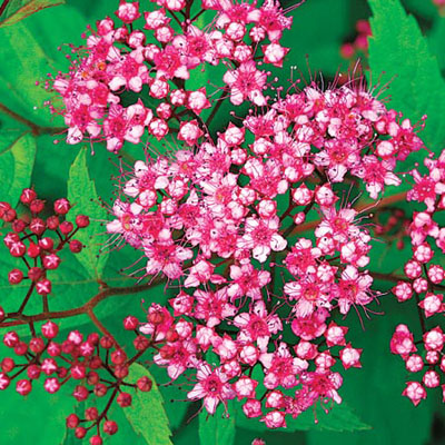 Imperial Services March 2012