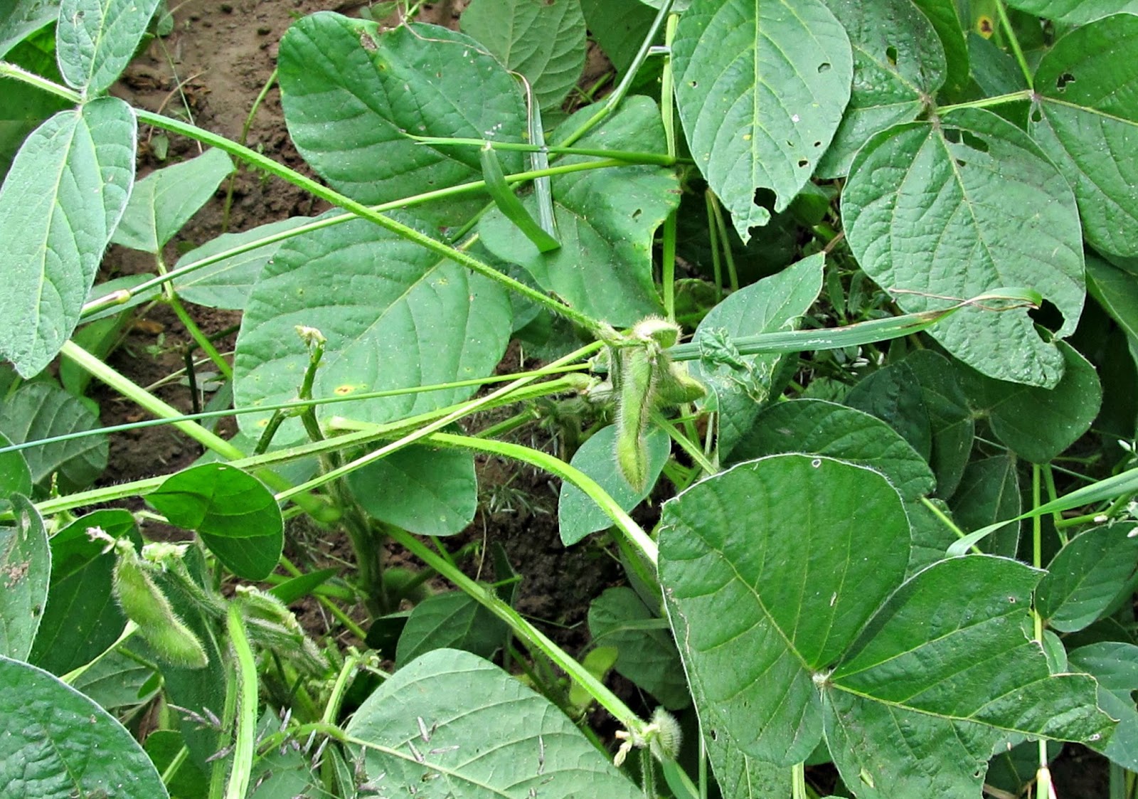 Harmony Valley Farm Vegetable Feature Edamame