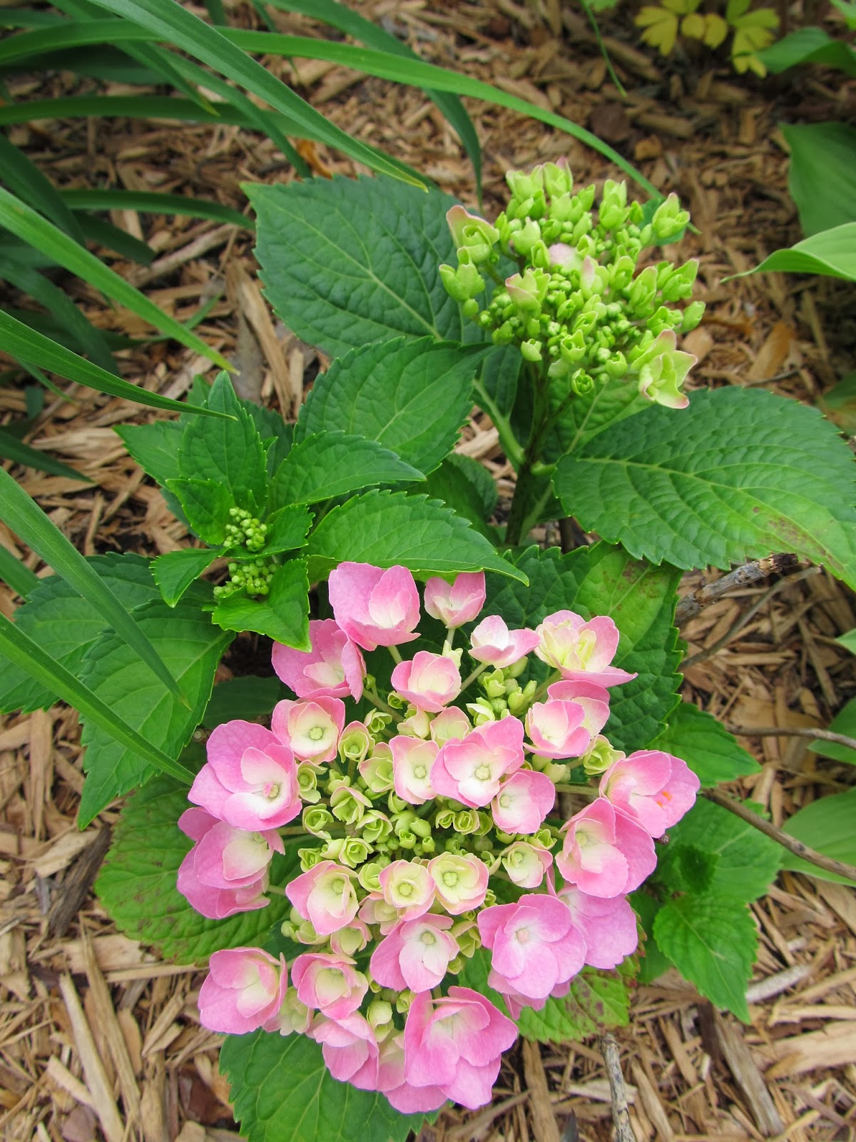 Designing Dreams on a Dime: Preparing for Spring Gardening