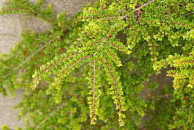Future Plants By Randy Stewart Cotoneaster