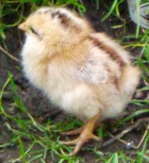 One of our little chicks at North Wald Self Catering Accommodation on Orkney