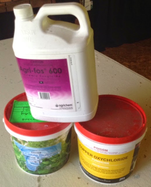 ON THE GRAPEVINE Fungicides for Grapes