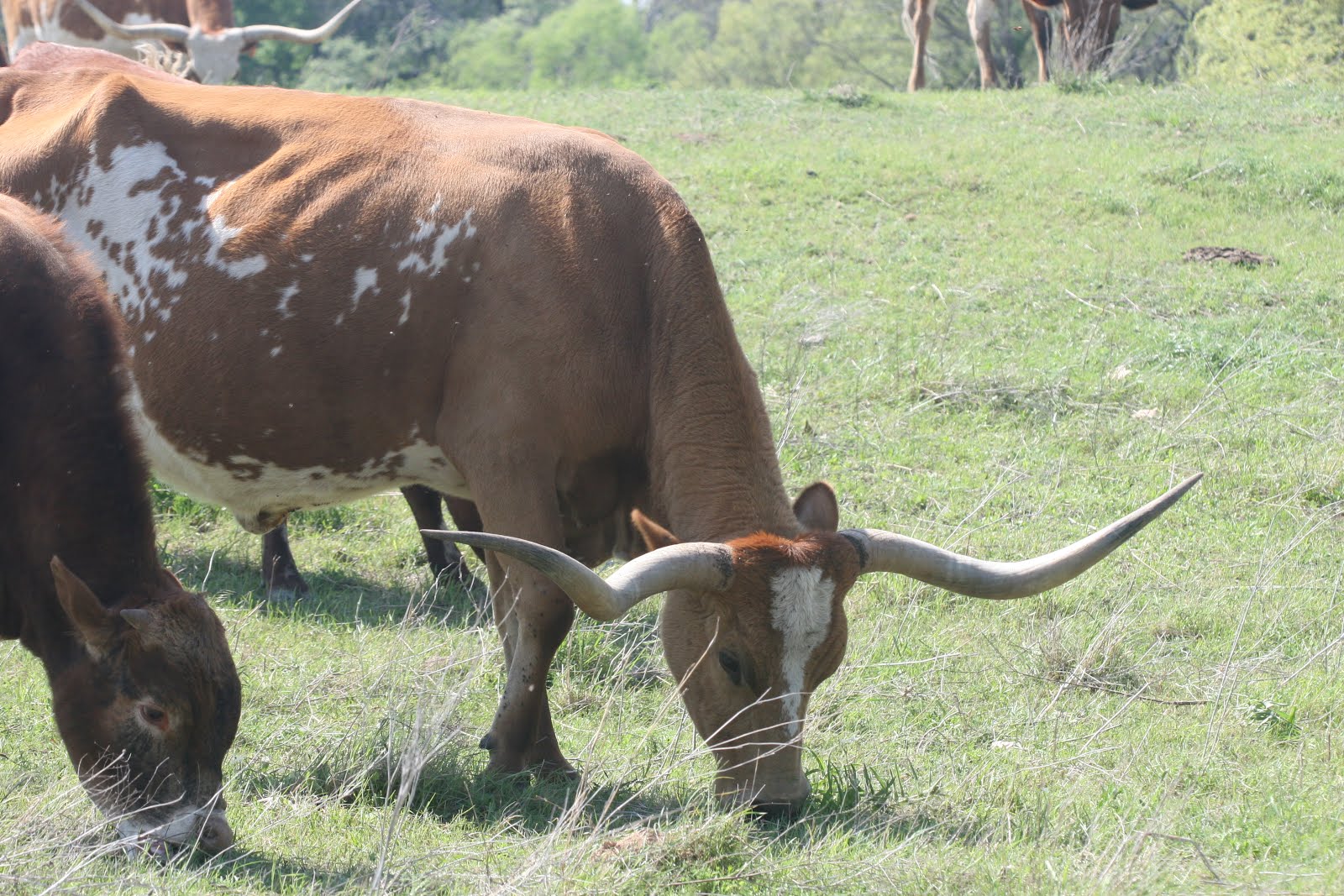 Texas Longhorn