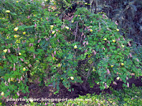 Bauhinia tomentosa