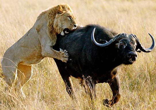 Resultado de imagen para leon y sus presas