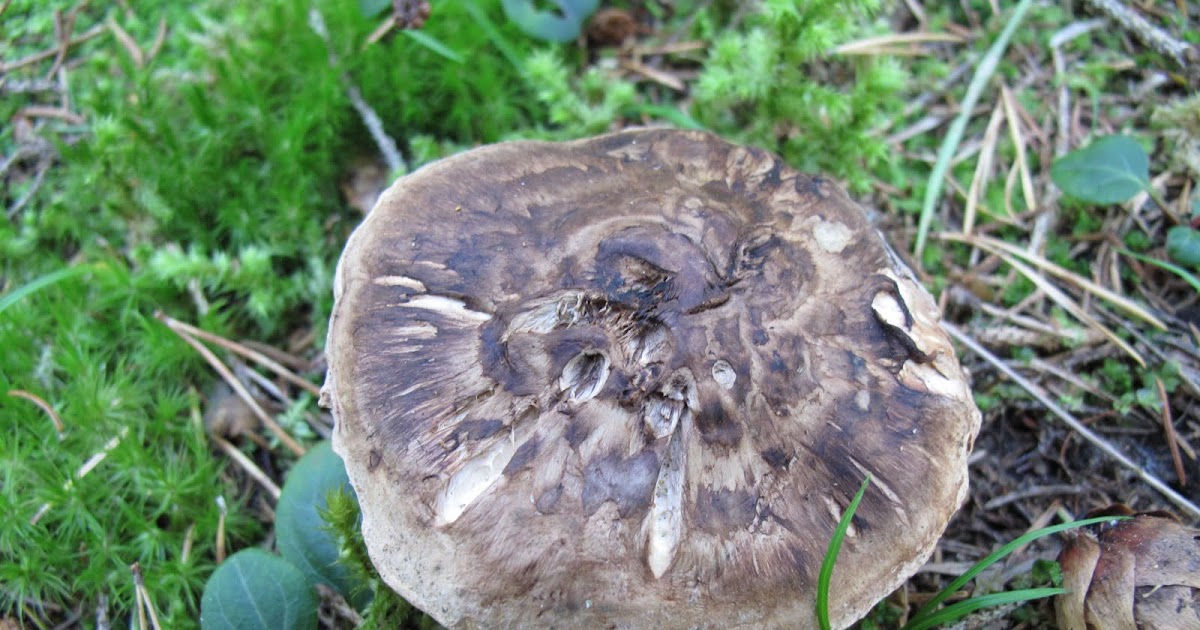 Goliatmusseron Tricholoma matsutake tuoksuvalmuska kransmusserong