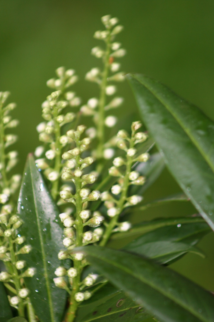 Our Garden Journal The Comeback Kids Dwarf Cherry Laurel