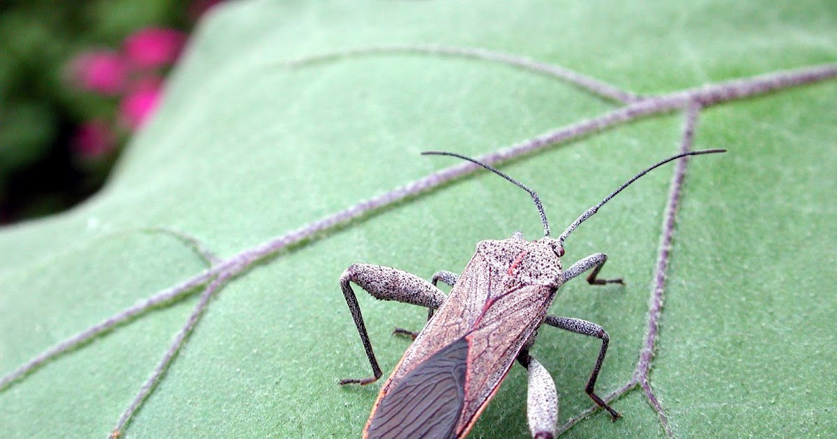 Hawaii Horticulture No Thighmaster Needed by This Bug