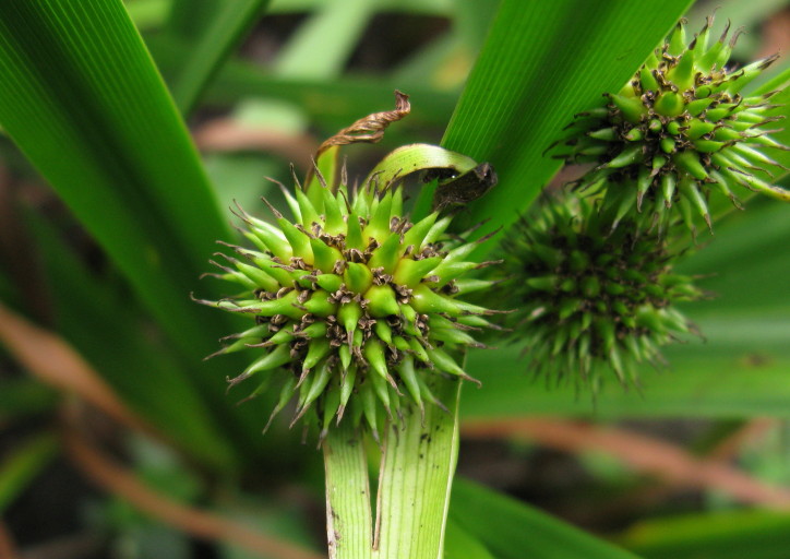 Wild Flowers Kingdom Branched Burreed