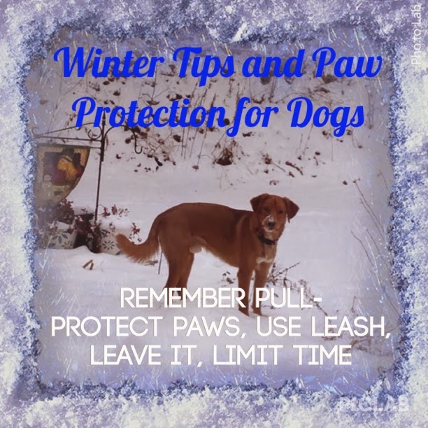 Pupcycled Winter Tips and Paw Protection for Dogs