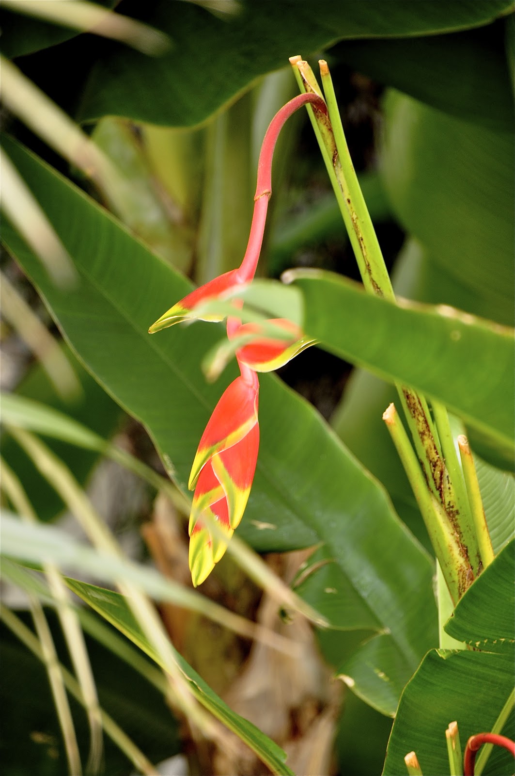 My Retiring Life: "I have always been contented, but I have never been