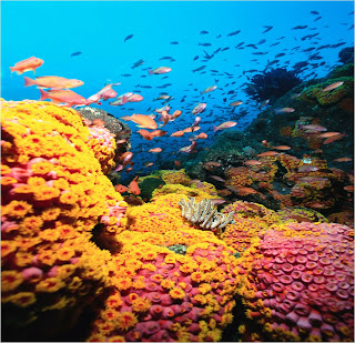 Coral Reefs beautiful images