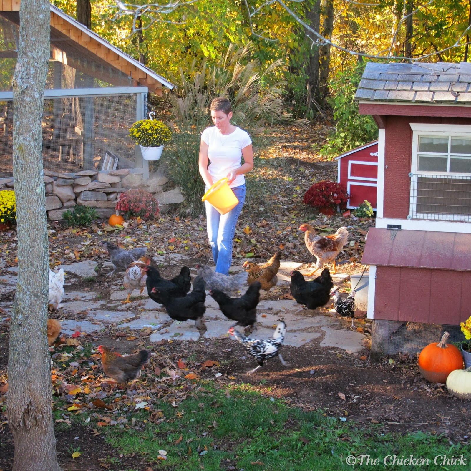 The Chicken Chick® 5 Tips for a Cleaner Coop with Less Effort