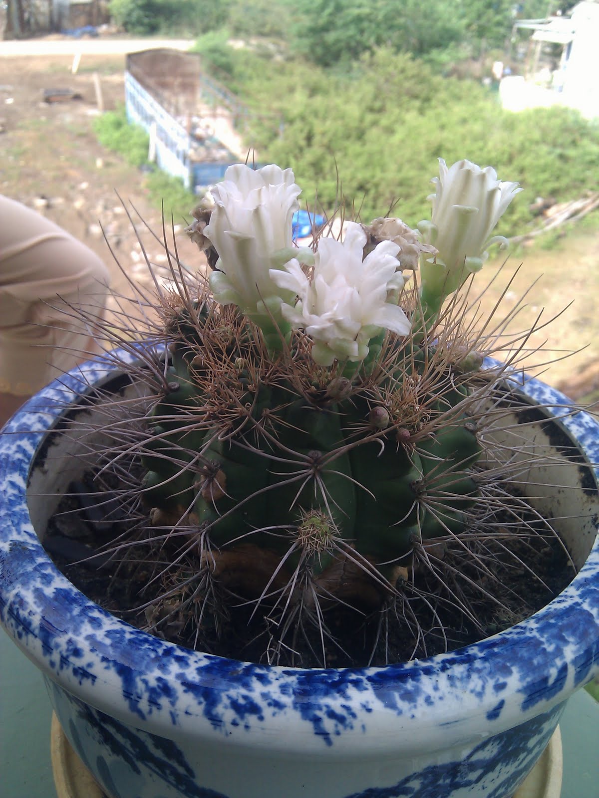 [Hình: IMG_20110526_073136.jpg]