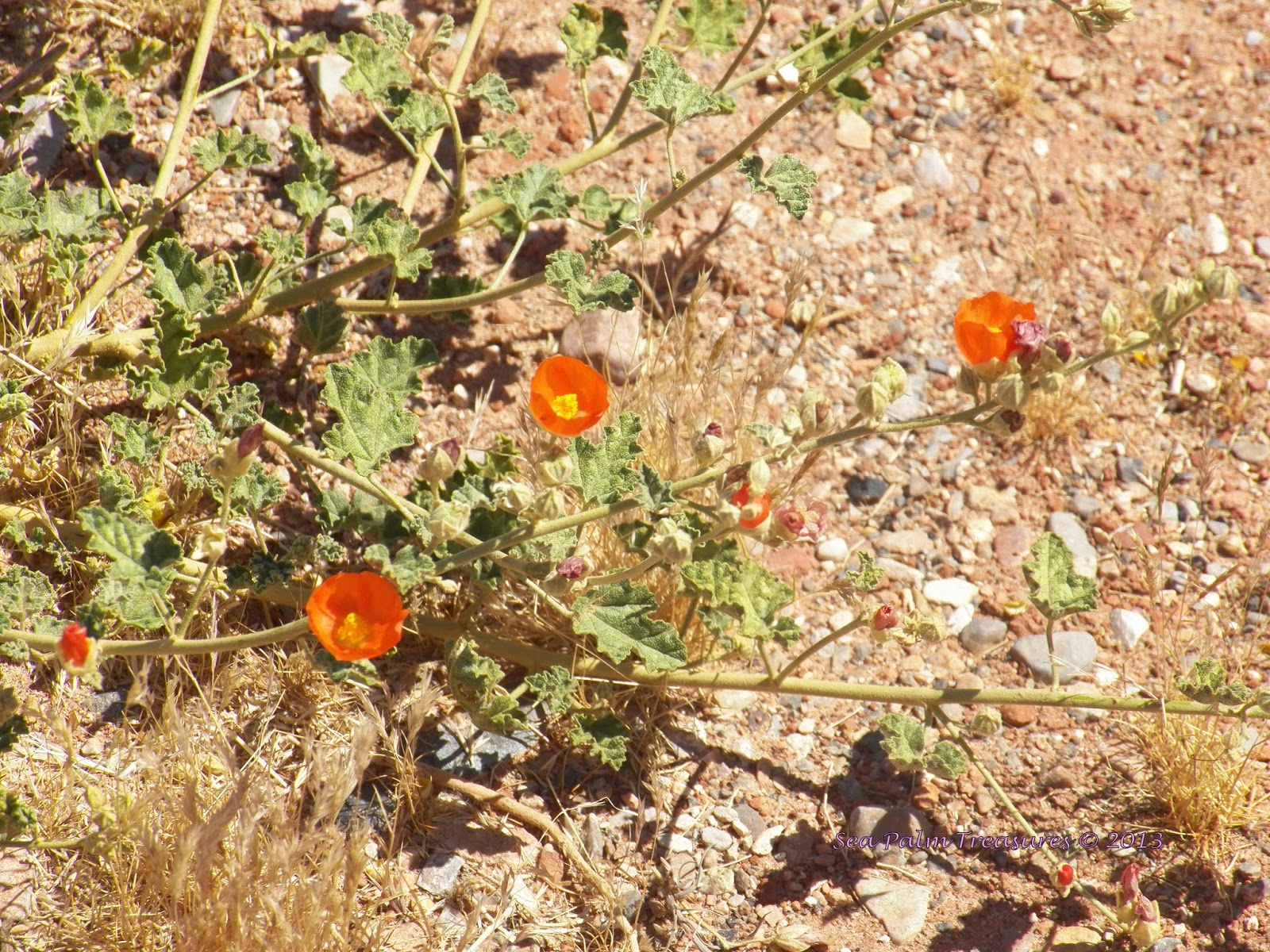 Sea Palm Treasures: Orange Desert Flowers