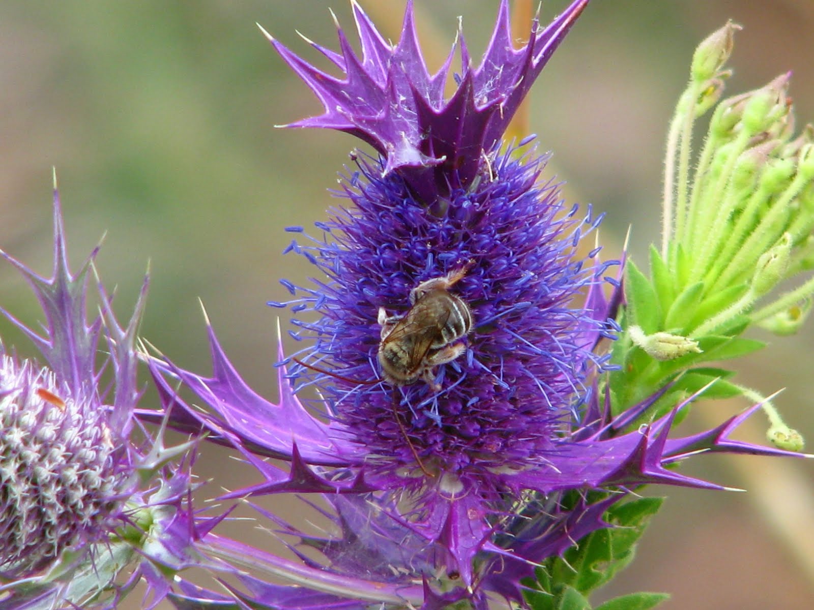 Plano Prairie Garden Prairie Plant Profile 4 Eryngo